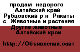 продам  недорого - Алтайский край, Рубцовский р-н, Ракиты с. Животные и растения » Другие животные   . Алтайский край